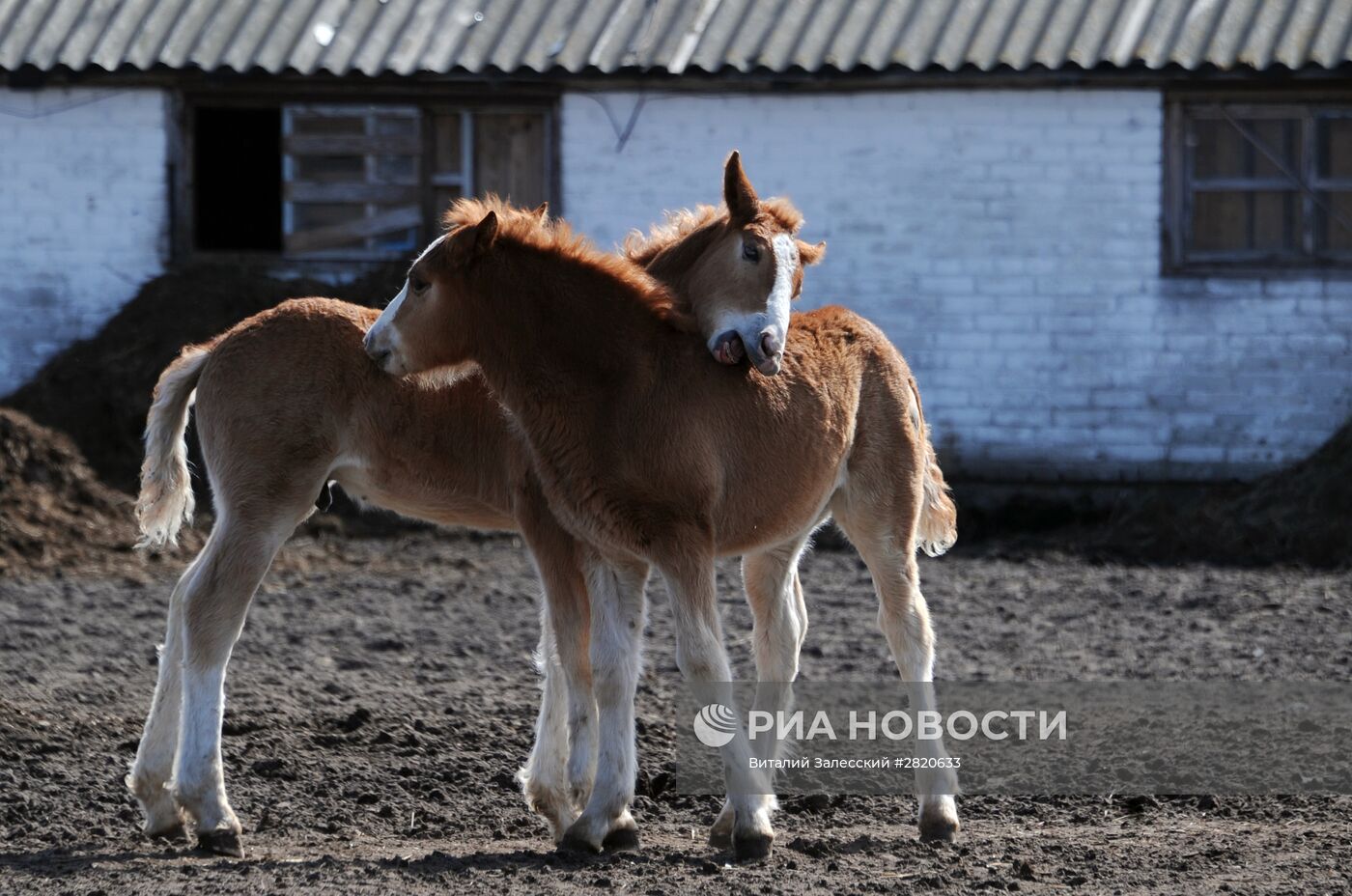 Полесский радиационно-экологический заповедник в Белоруссии