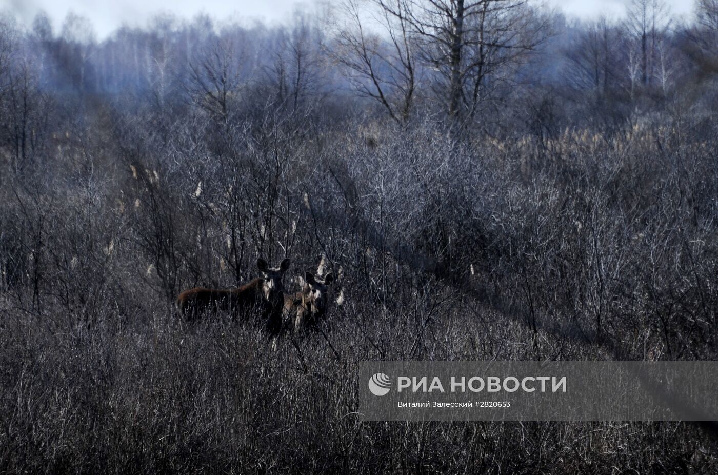 Полесский радиационно-экологический заповедник в Белоруссии