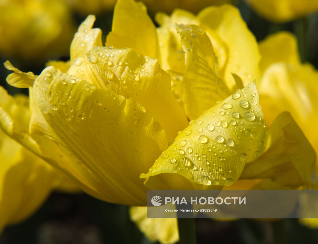 "Парад тюльпанов 2016" в Крыму