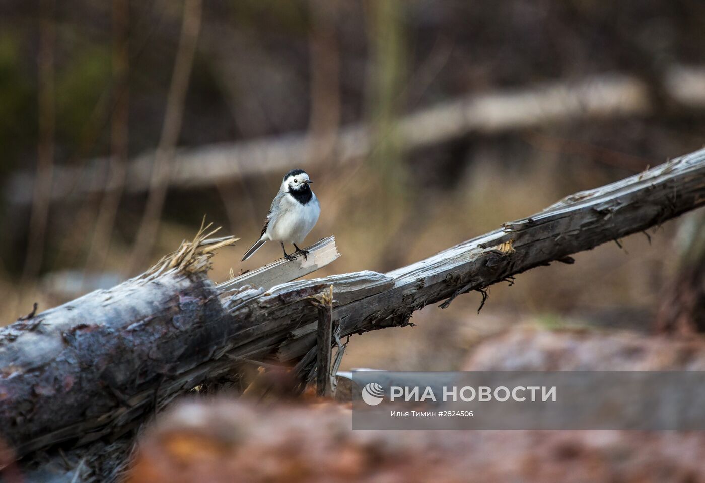 Птицы Карелии