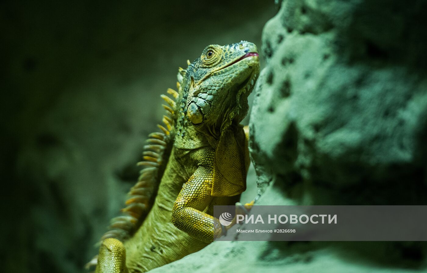 Террариум Московского зоопарка