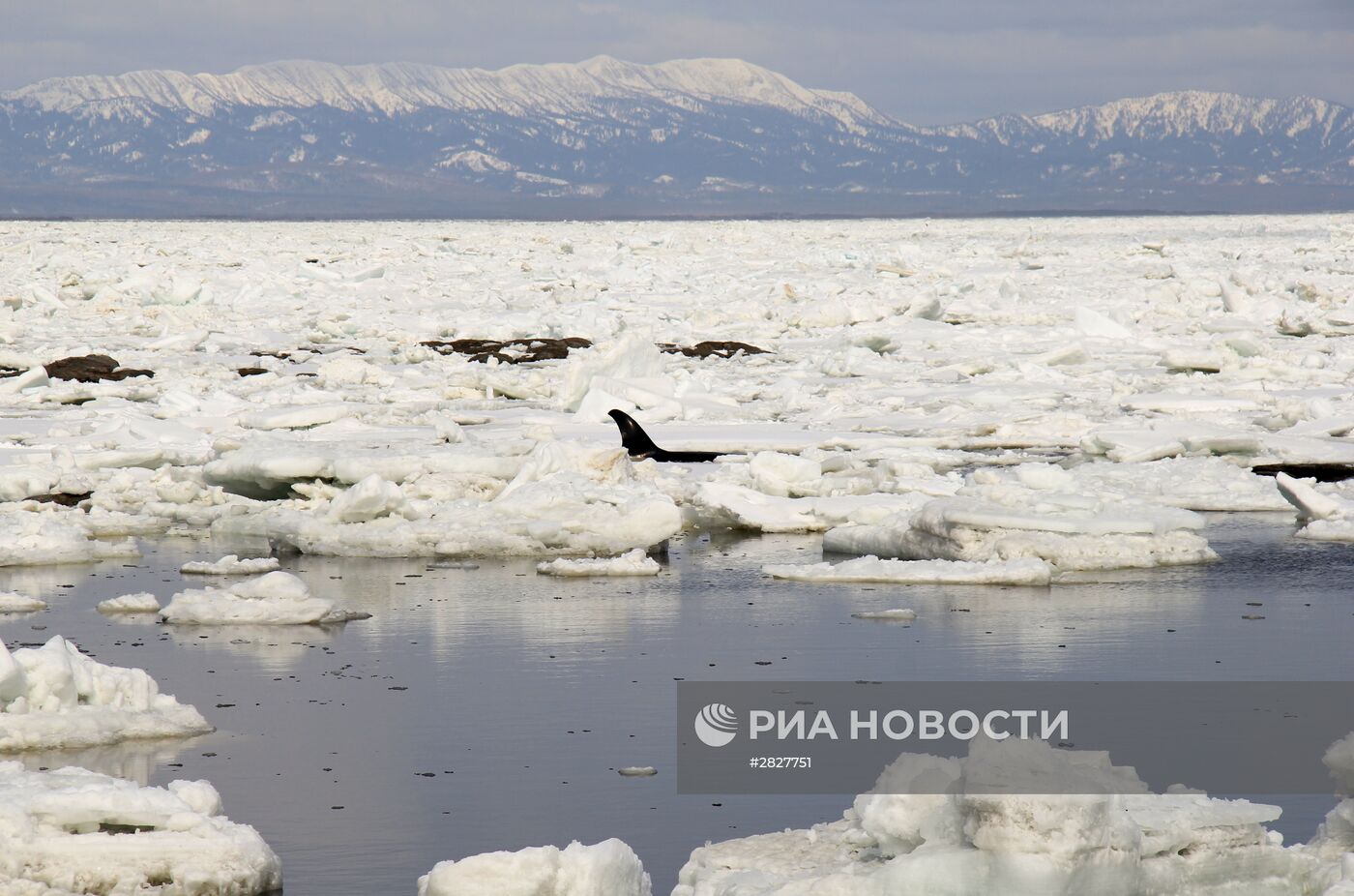 Операция по спасению касаток, зажатых во льдах в Охотском море