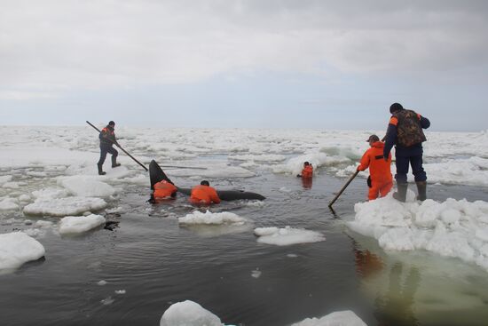 Операция по спасению косаток, зажатых во льдах в Охотском море
