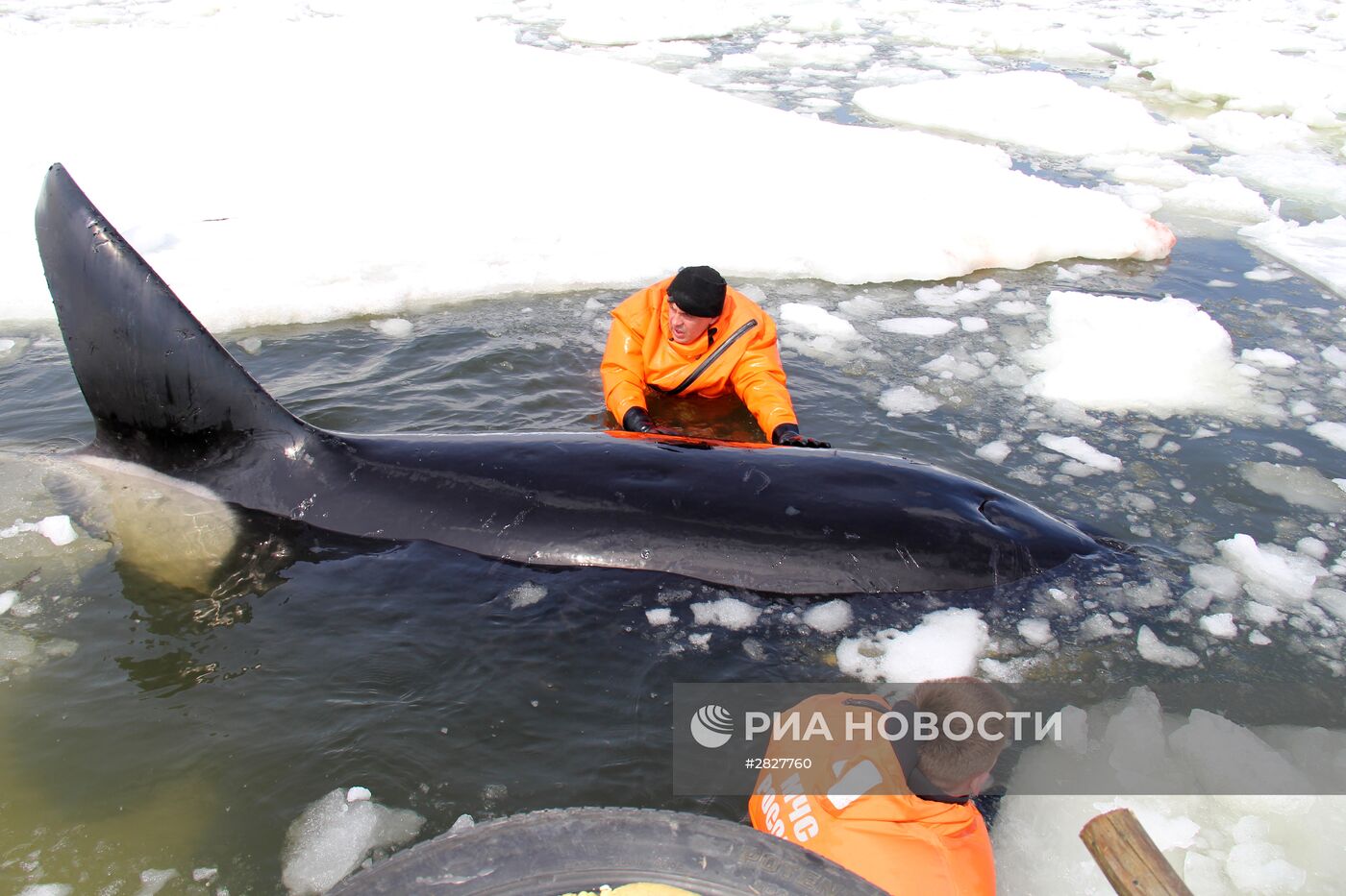 Операция по спасению косаток, зажатых во льдах в Охотском море