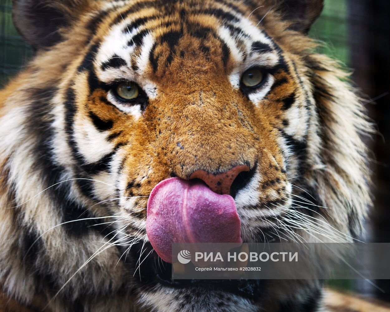 Открытие зоопарка "Сказка" в Крыму