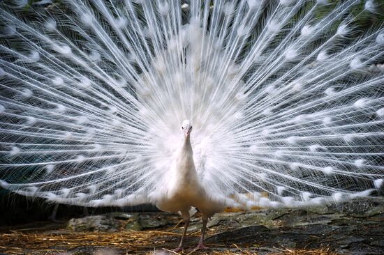 Открытие зоопарка "Сказка" в Крыму