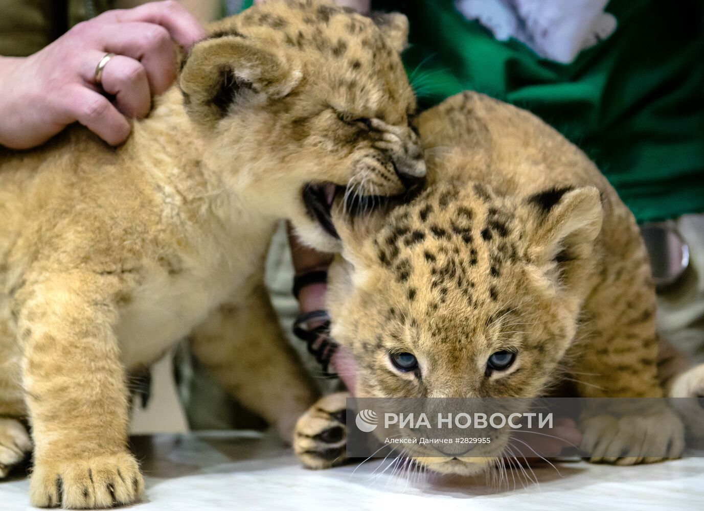 Пополнение в Ленинградском зоопарке