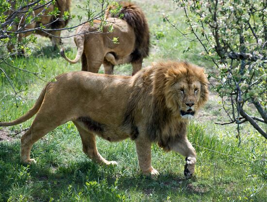 Выпуск львов в крымском сафари-парке "Тайган"