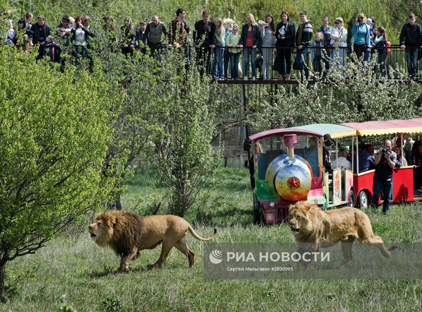 Выпуск львов в крымском сафари-парке "Тайган"