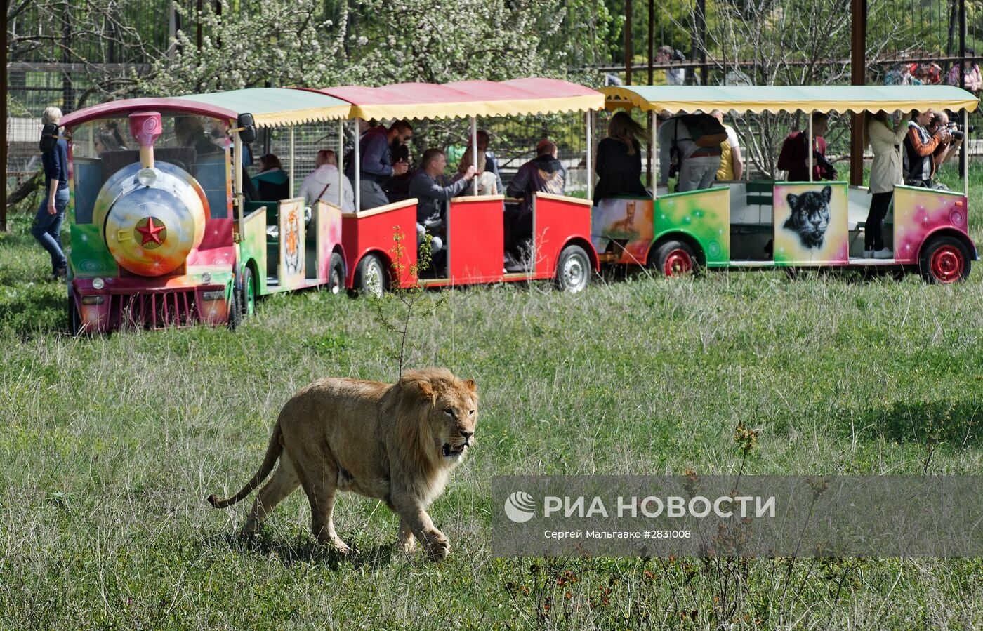 Выпуск львов в крымском сафари-парке "Тайган"