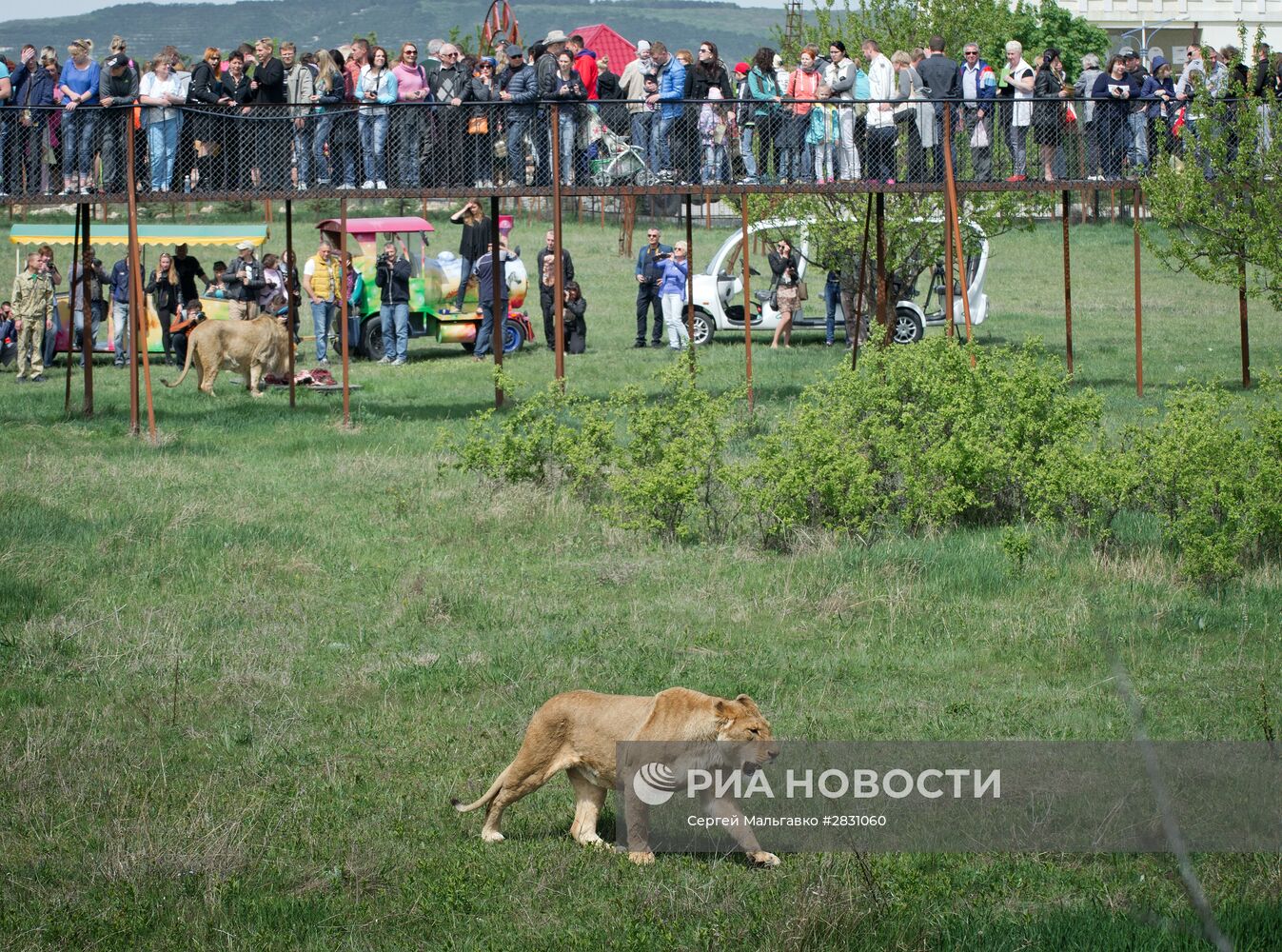 Выпуск львов в крымском сафари-парке "Тайган"