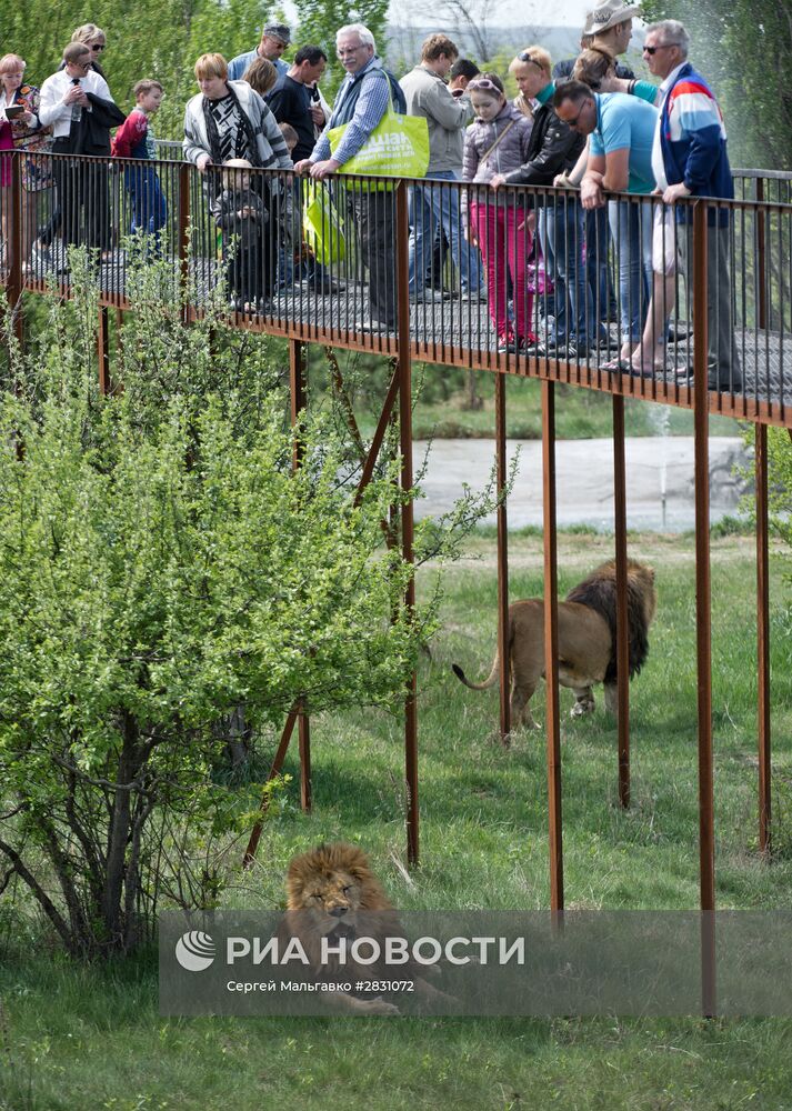 Выпуск львов в крымском сафари-парке "Тайган"