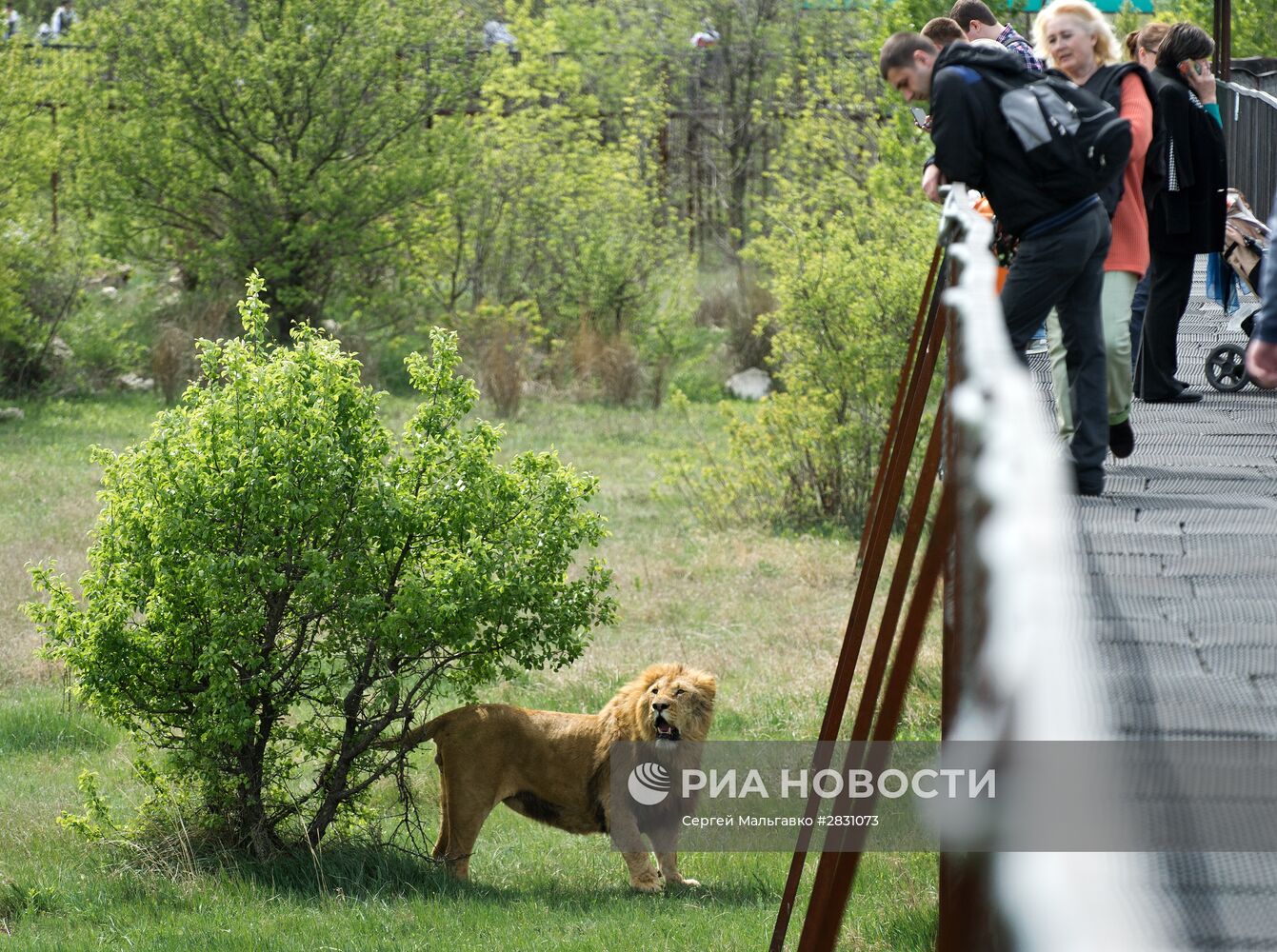 Выпуск львов в крымском сафари-парке "Тайган"