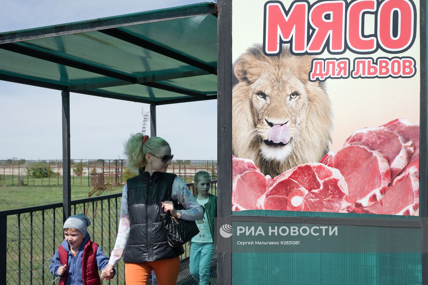 Выпуск львов в крымском сафари-парке "Тайган"