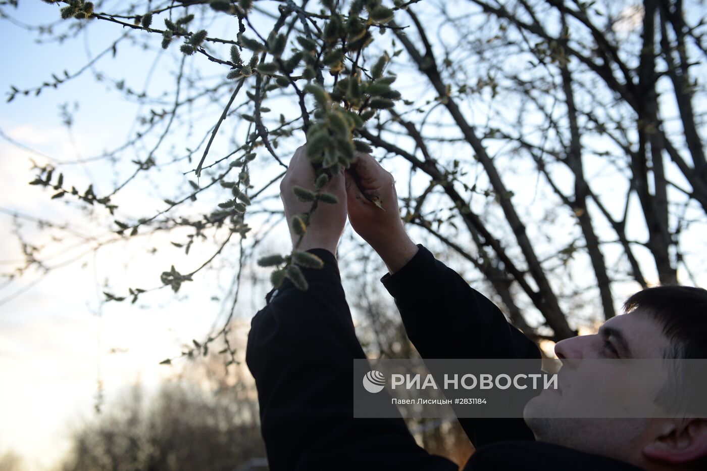 Сбор вербы к Вербному воскресенью на озере Шарташ в Екатеринбурге