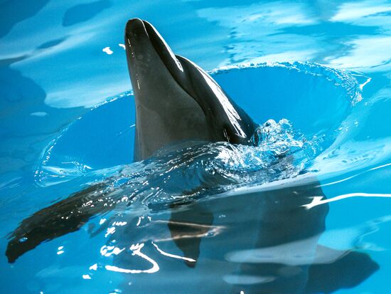 Открытие "Центра плавания с дельфинами" в Москве