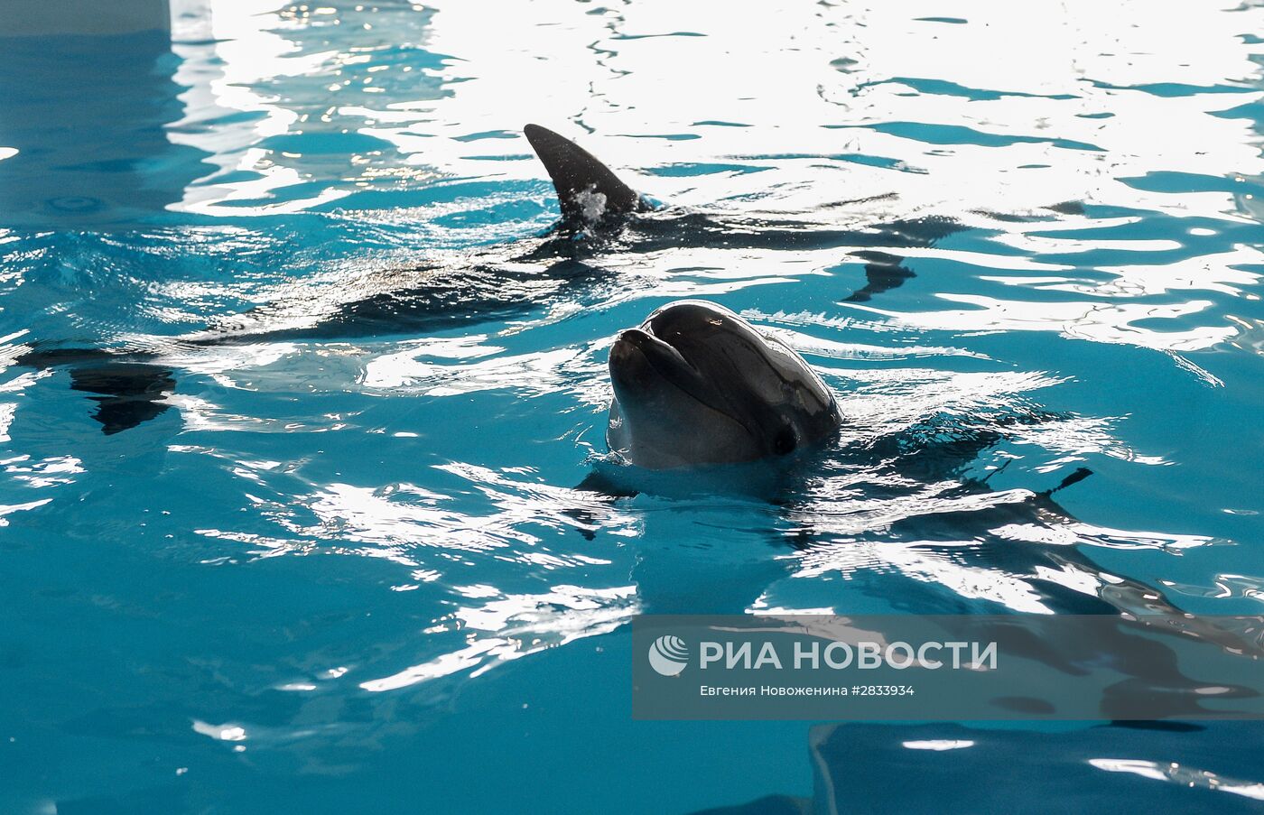 Открытие "Центра плавания с дельфинами" в Москве