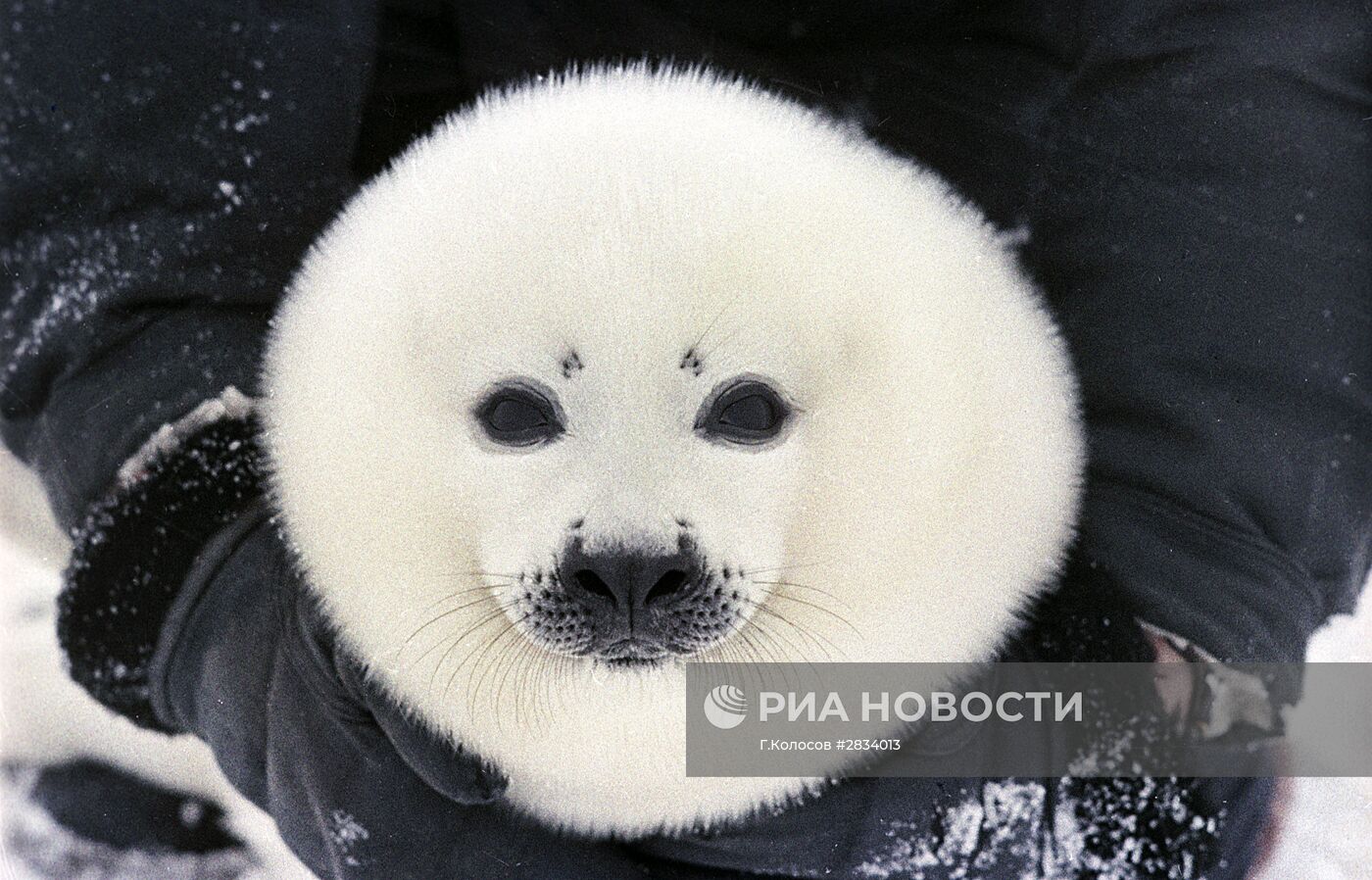 Детеныш гренландского тюленя
