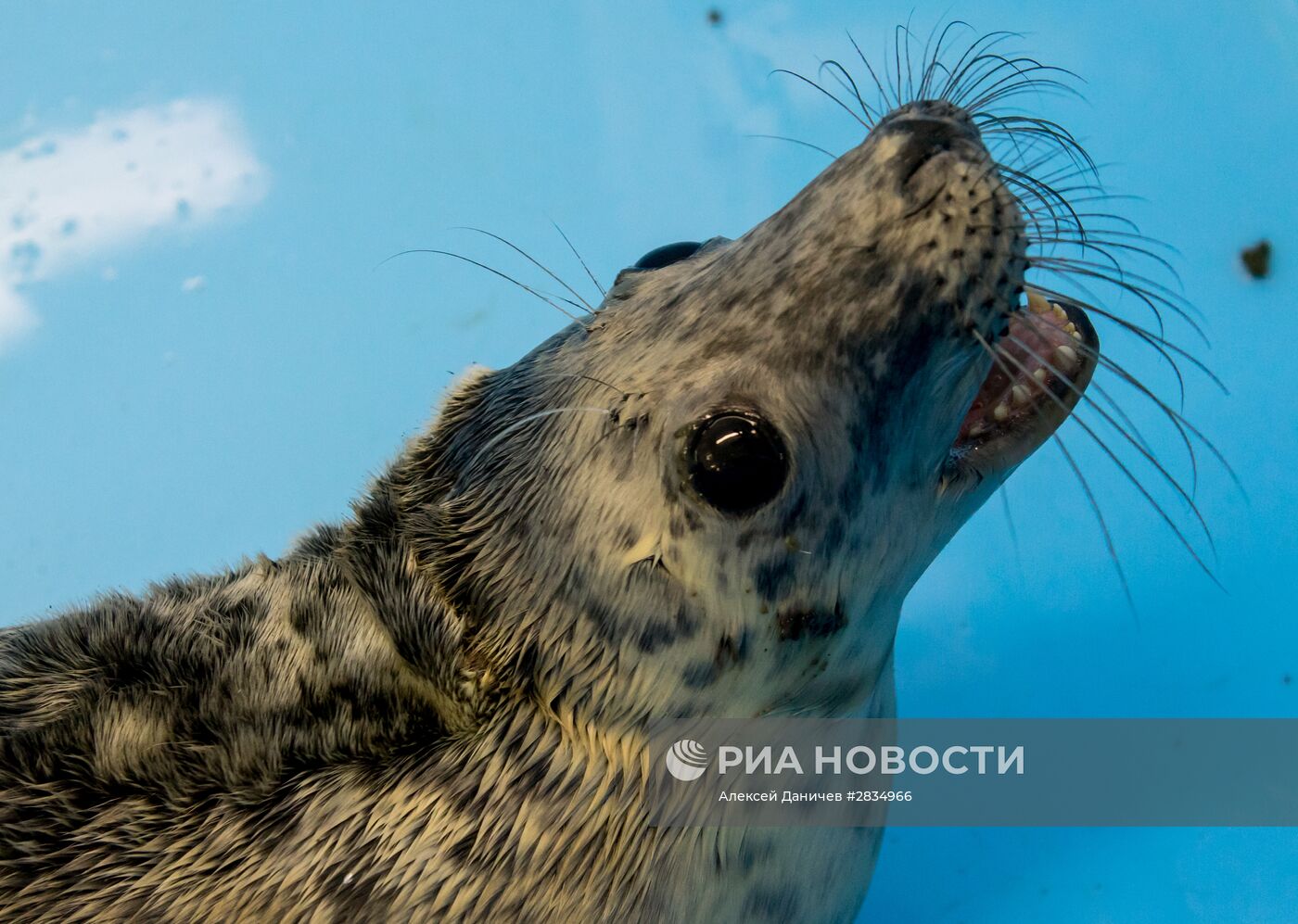 Центр изучения и сохранения морских млекопитающих в Ленинградской области