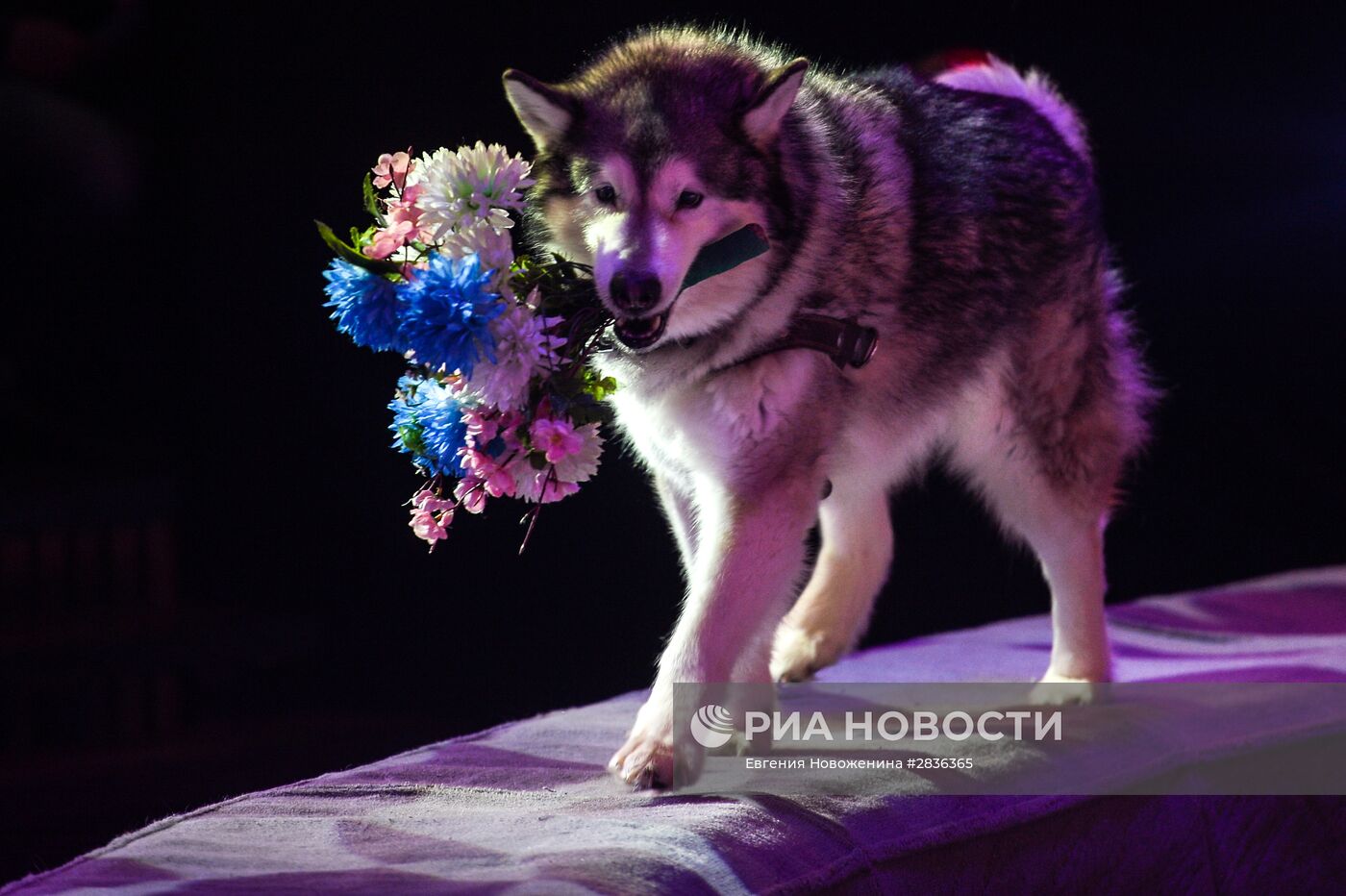 Презентация новой цирковой программы "Посланник"