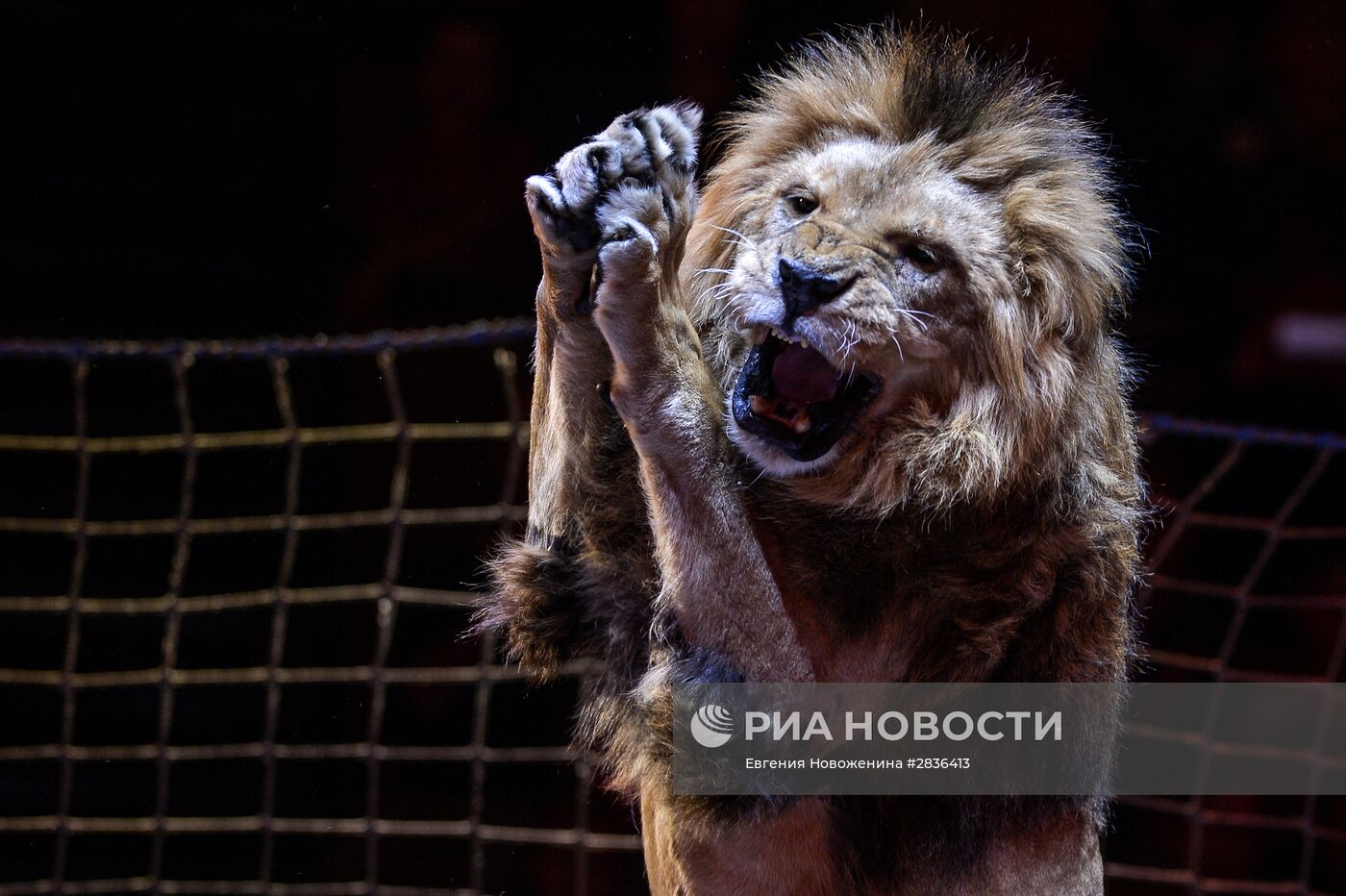 Презентация новой цирковой программы "Посланник"
