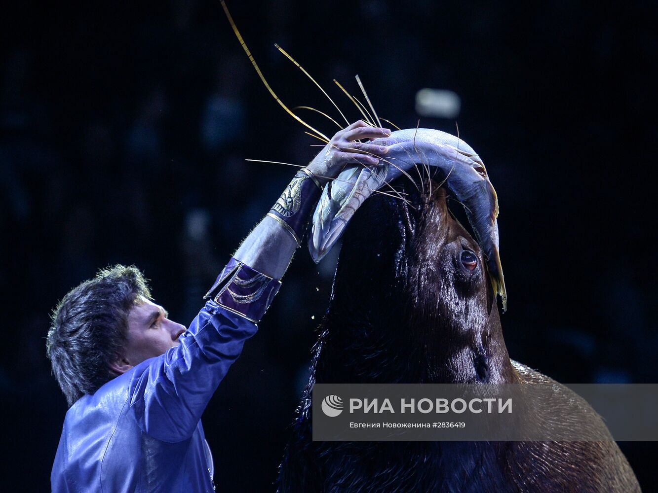Презентация новой цирковой программы "Посланник"