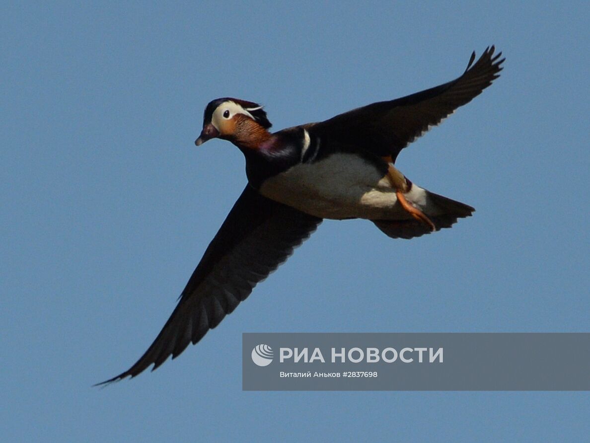 Утки-мандаринки прилетели на гнездование в Приморье