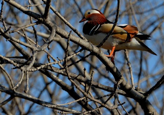 Утки-мандаринки прилетели на гнездование в Приморье