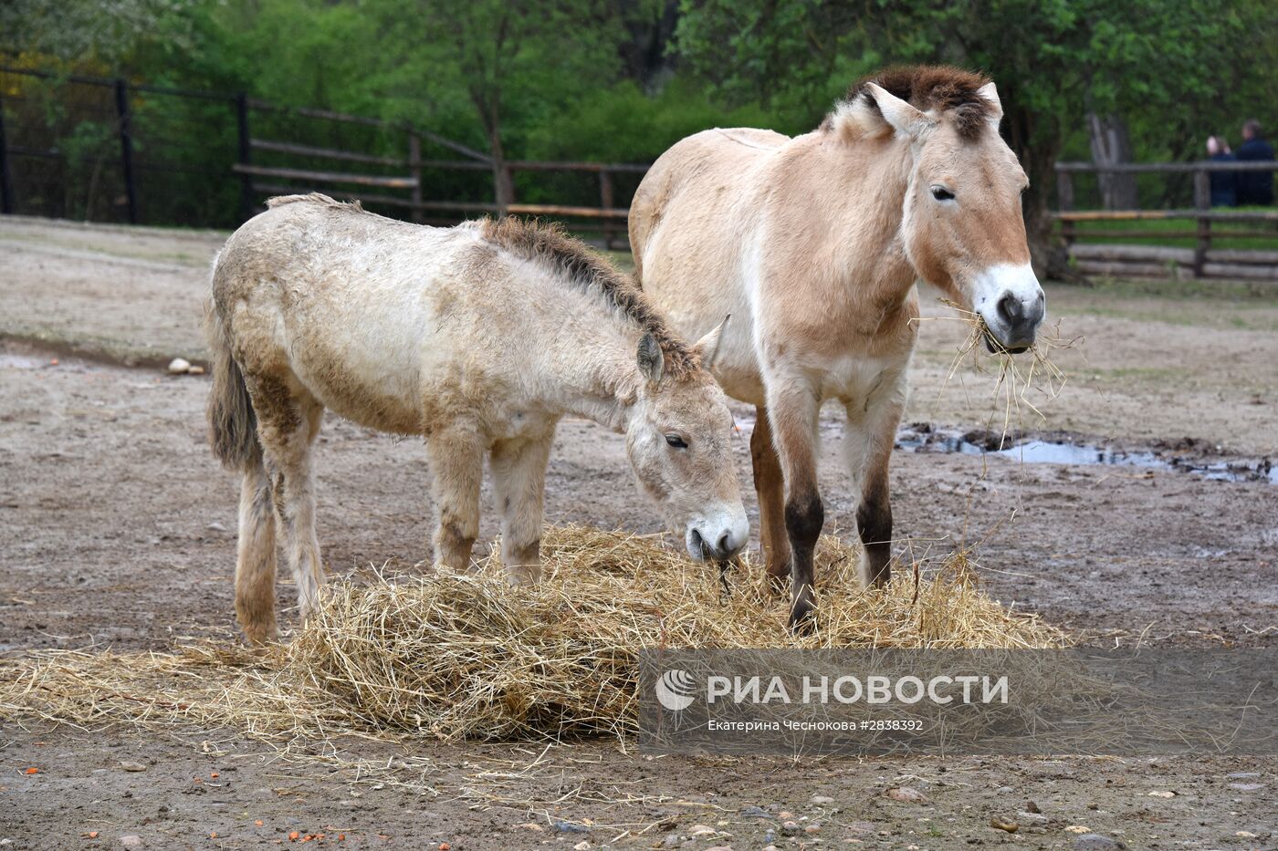Пражский зоопарк