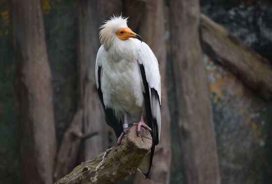 Пражский зоопарк