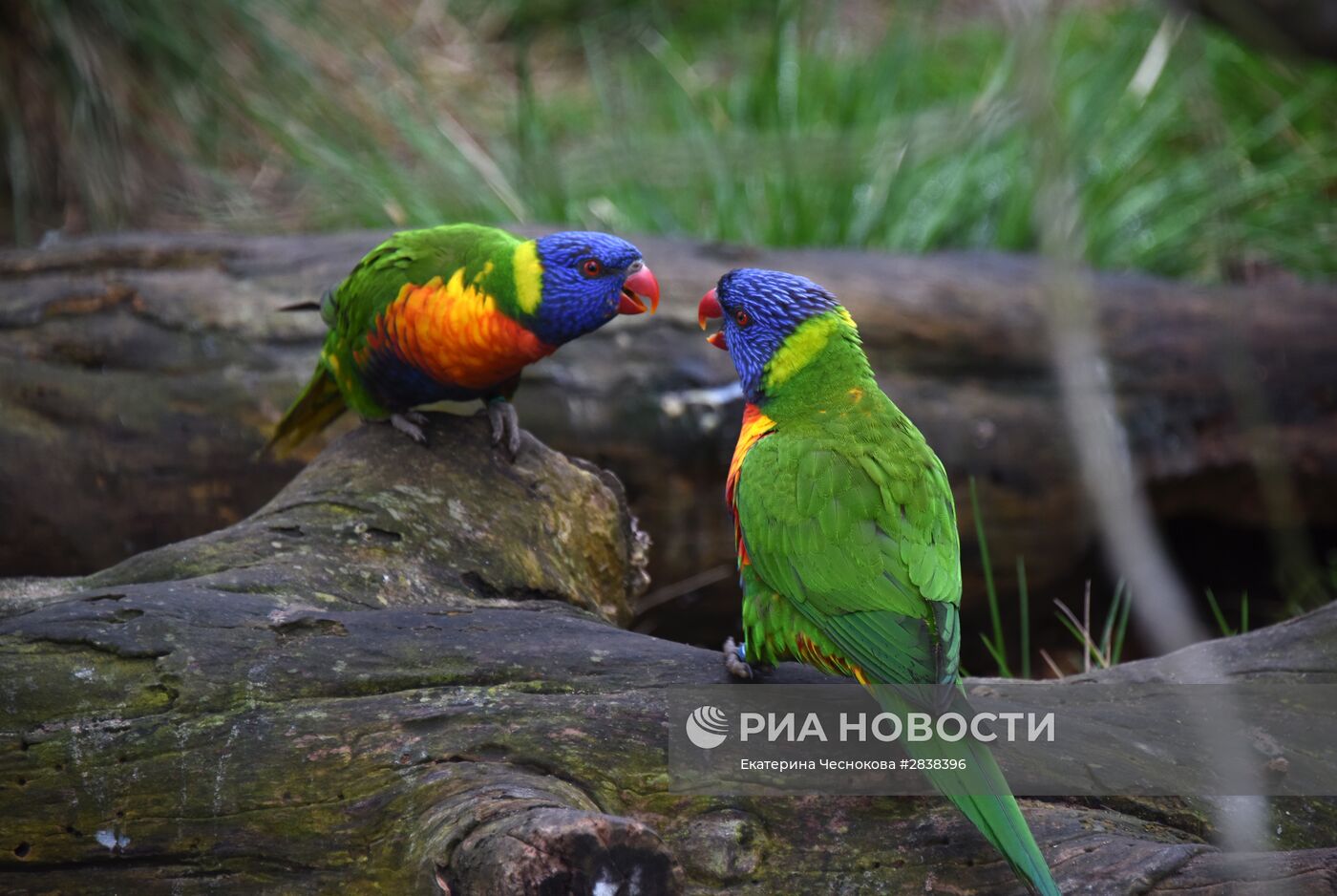 Пражский зоопарк