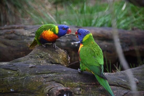 Пражский зоопарк