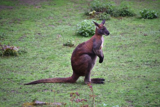 Пражский зоопарк