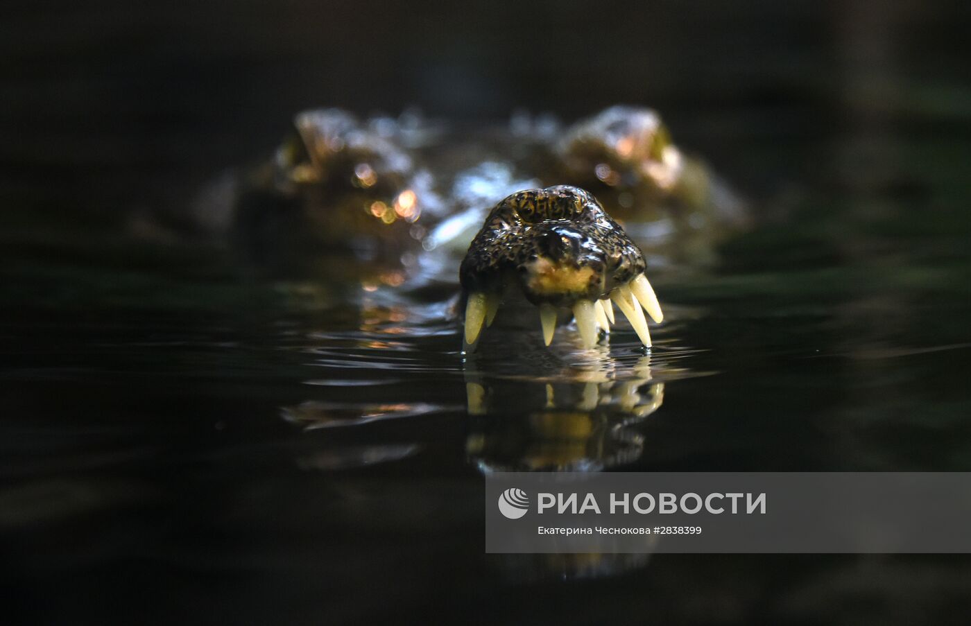 Пражский зоопарк