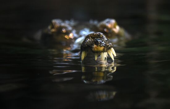 Пражский зоопарк