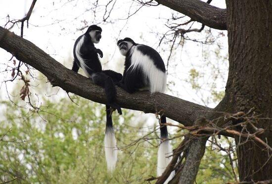 Пражский зоопарк