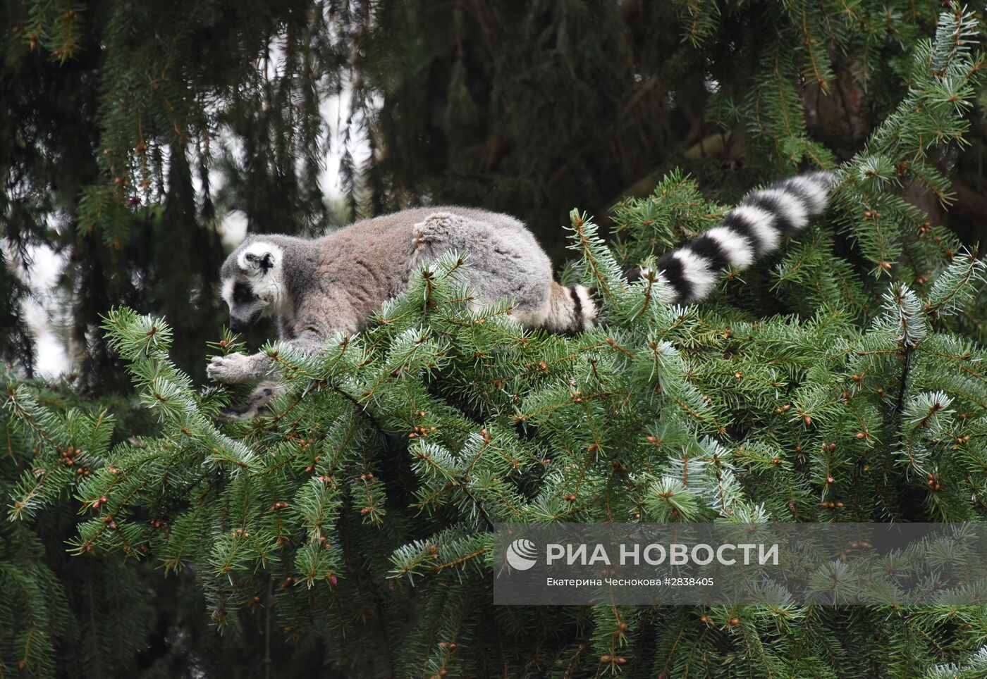 Пражский зоопарк