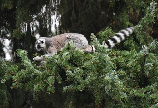 Пражский зоопарк