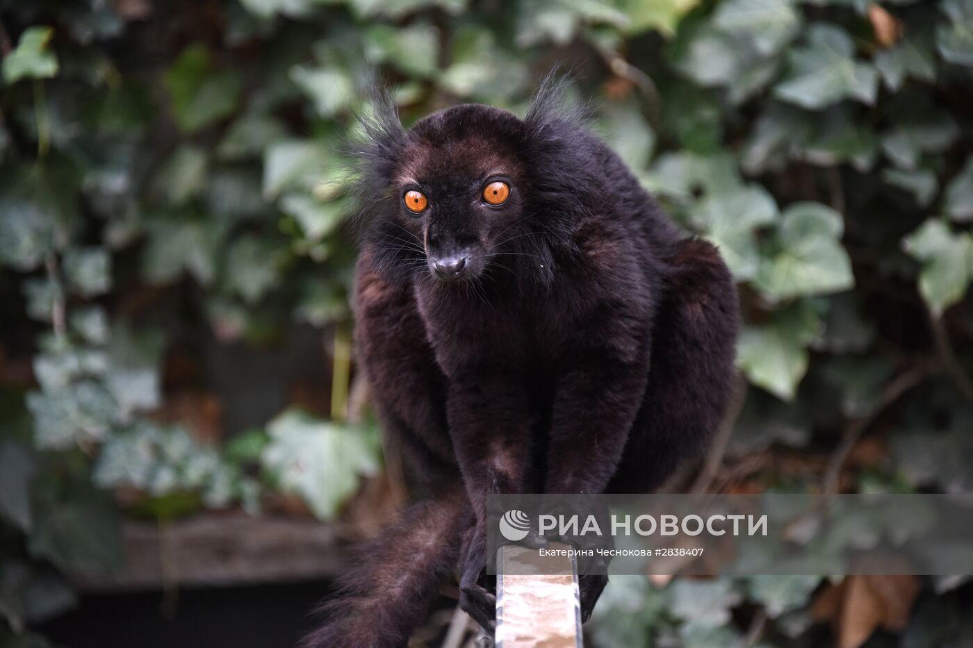 Пражский зоопарк