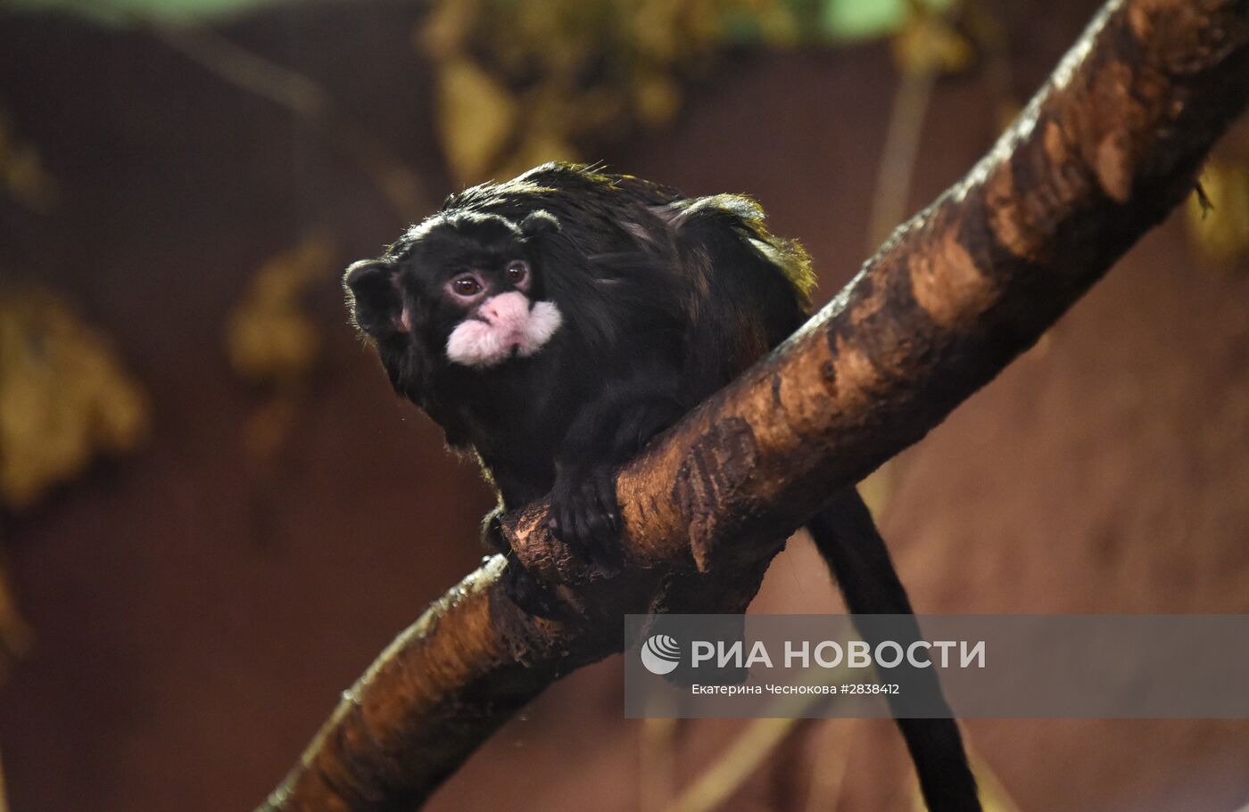 Пражский зоопарк