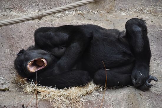 Пражский зоопарк