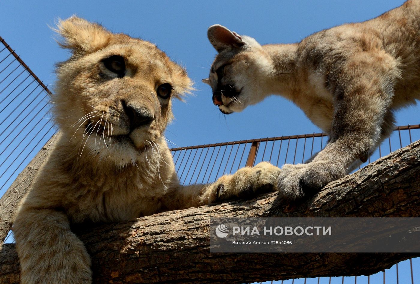 Дружба львенка и маленькой пумы в зоопарке "Чудесный"