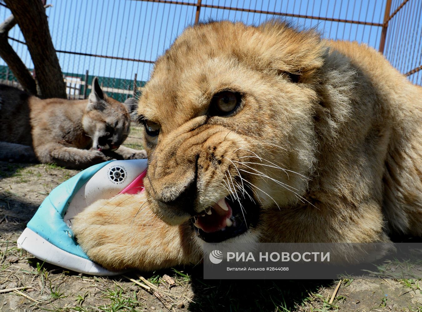 Дружба львенка и маленькой пумы в зоопарке "Чудесный"