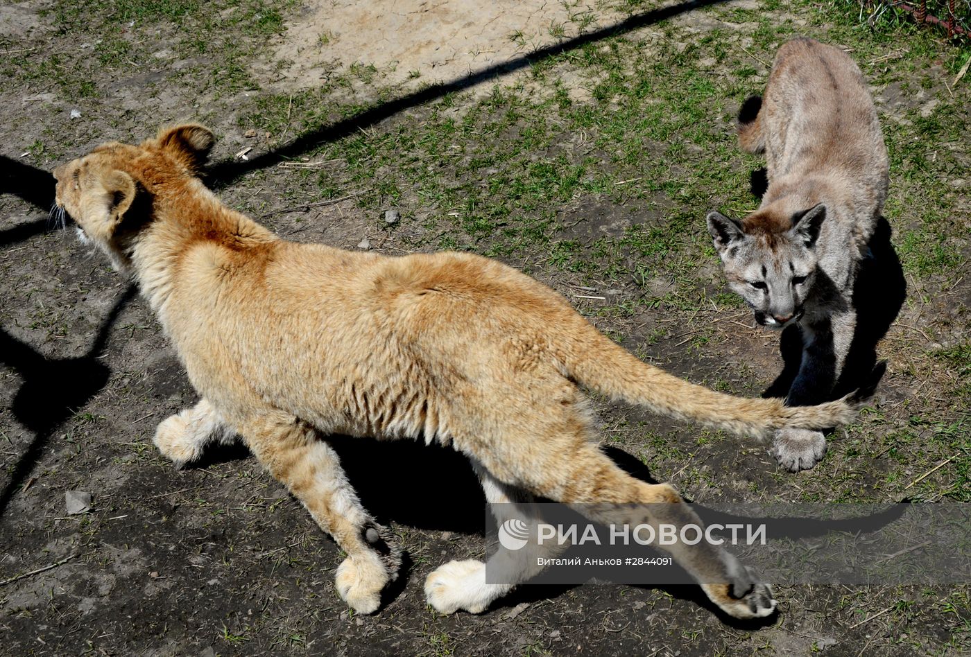 Дружба львенка и маленькой пумы в зоопарке "Чудесный"