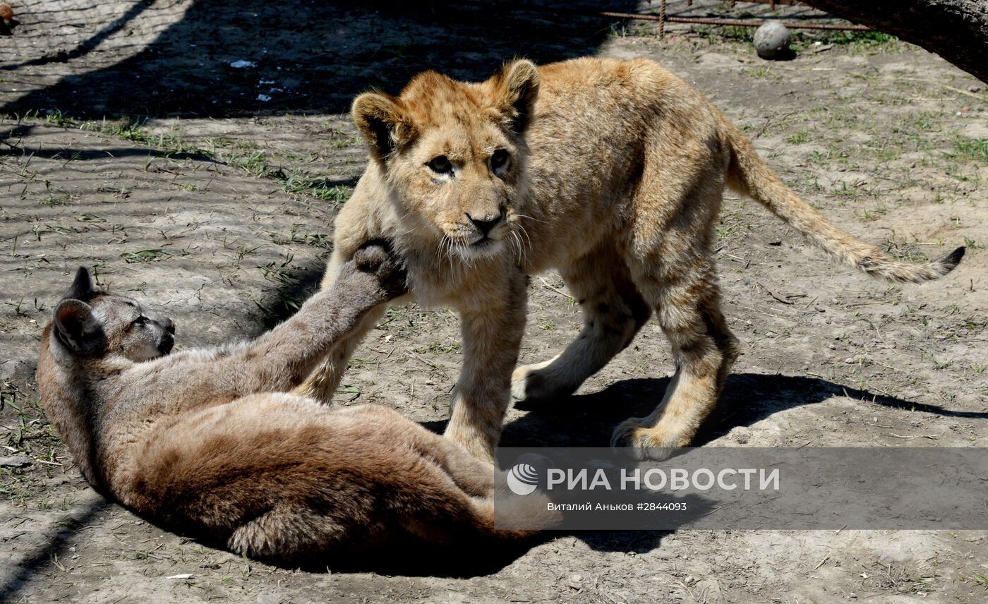 Дружба львенка и маленькой пумы в зоопарке "Чудесный"