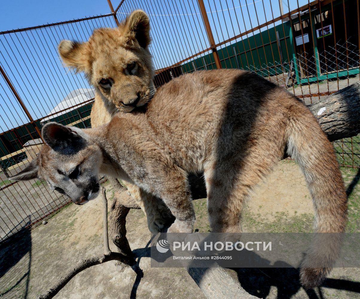 Дружба львенка и маленькой пумы в зоопарке "Чудесный"