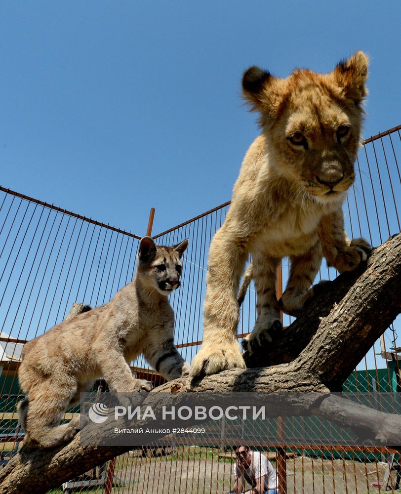 Дружба львенка и маленькой пумы в зоопарке "Чудесный"