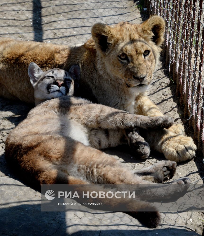 Дружба львенка и маленькой пумы в зоопарке "Чудесный"