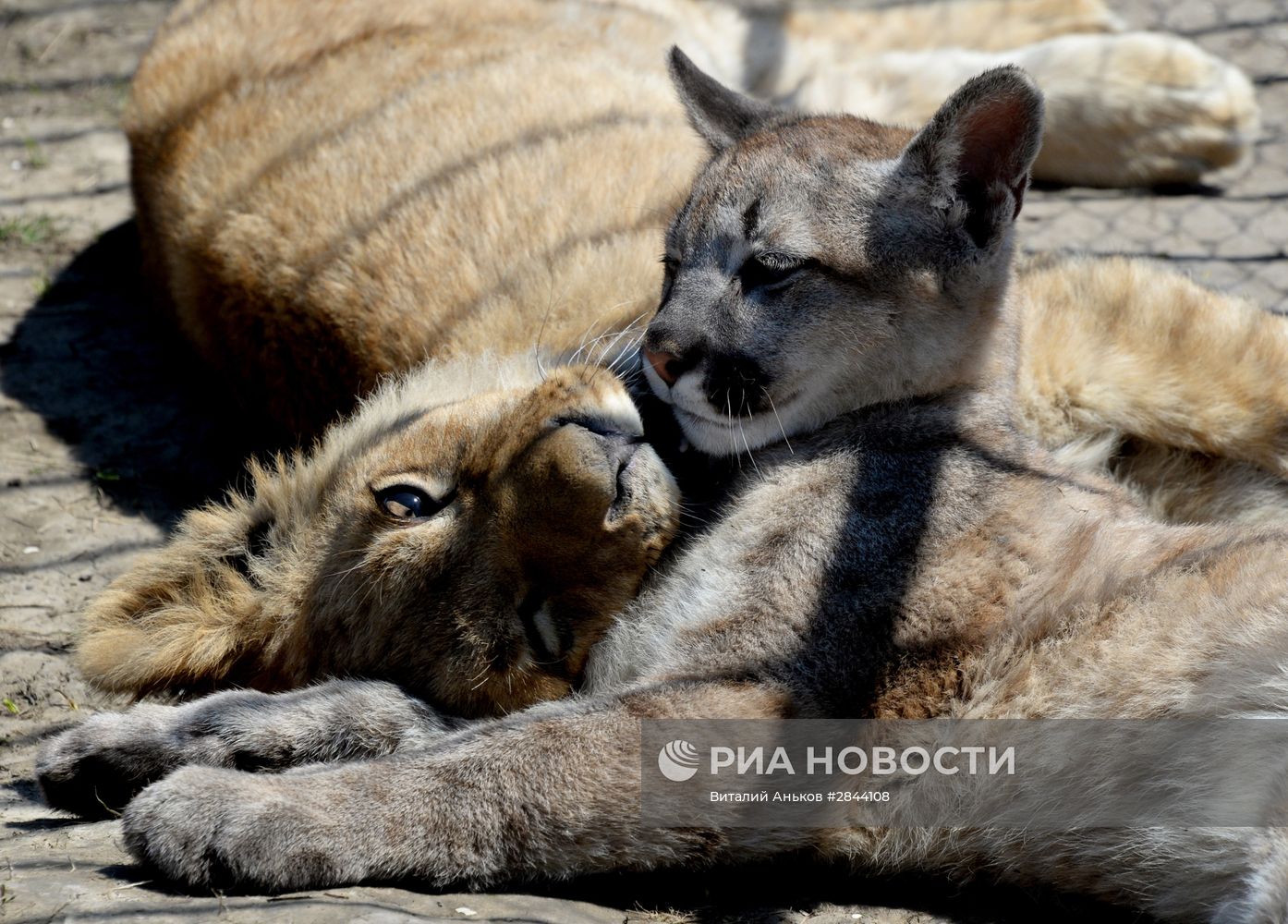 Дружба львенка и маленькой пумы в зоопарке "Чудесный"