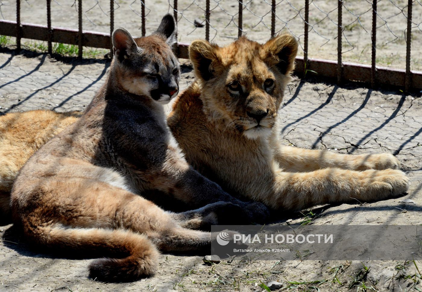 Дружба львенка и маленькой пумы в зоопарке "Чудесный"